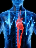 healthy aging heart